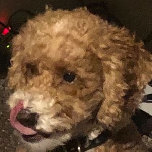 Meet your Posher, Donovan